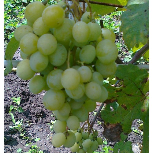 виноград светлана описание сорта фото отзывы