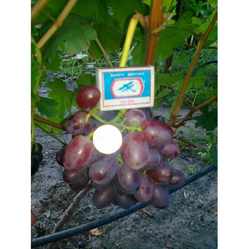 Виноград Андрюша (АллоАлло): описание, характеристики, уход и выращивание, фото и отзывы