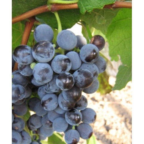 Буффало: сорт винограда для виноделия