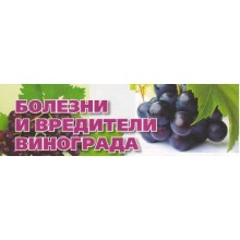 Хвороби і шкідники винограду