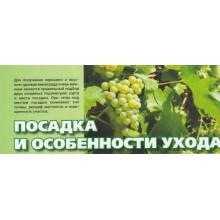 Посадка і особливості догляду винограду